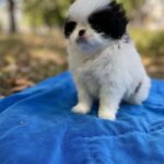 Marcel-male-Chin-puppy-for-sale-2