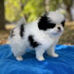 Marcel-male-Chin-puppy-for-sale-3