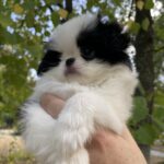 Marcel-male-Chin-puppy-for-sale-4