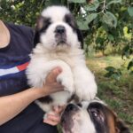 Marcus-male-Saint-Bernard-puppy-for-sale-1 (1)