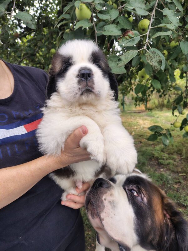 Marcus Saint Bernard Marcus Saint Bernard