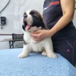 Marcus-male-Saint-Bernard-puppy-for-sale-1 (2)