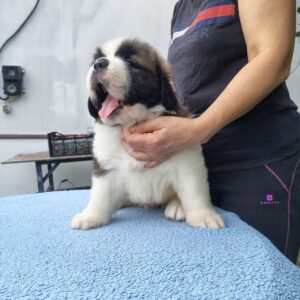 Marcus Saint Bernard Marcus Saint Bernard