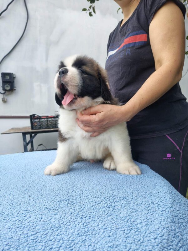 Marcus Saint Bernard Marcus Saint Bernard