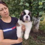 Marcus-male-Saint-Bernard-puppy-for-sale-1 (3)