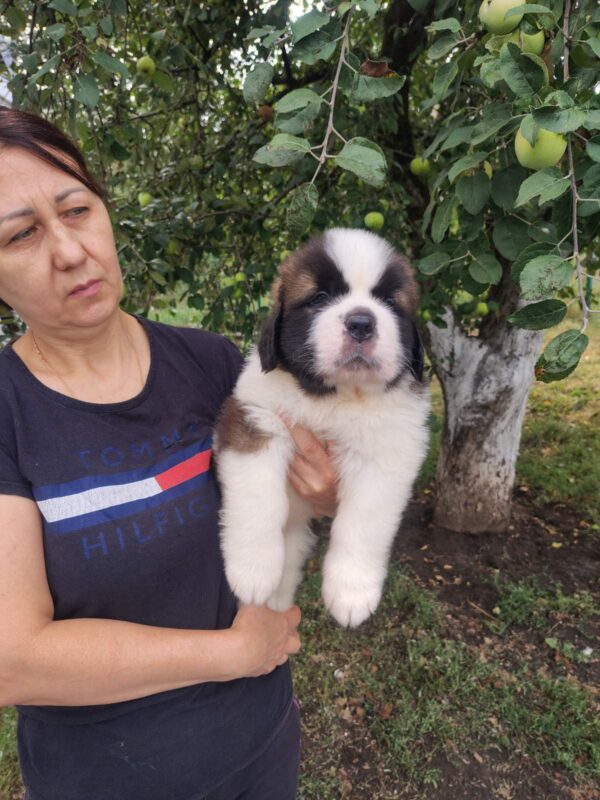 Marcus Saint Bernard Marcus Saint Bernard