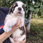 Milan-male-Saint-Bernard-puppy-for-sale-1 (1)