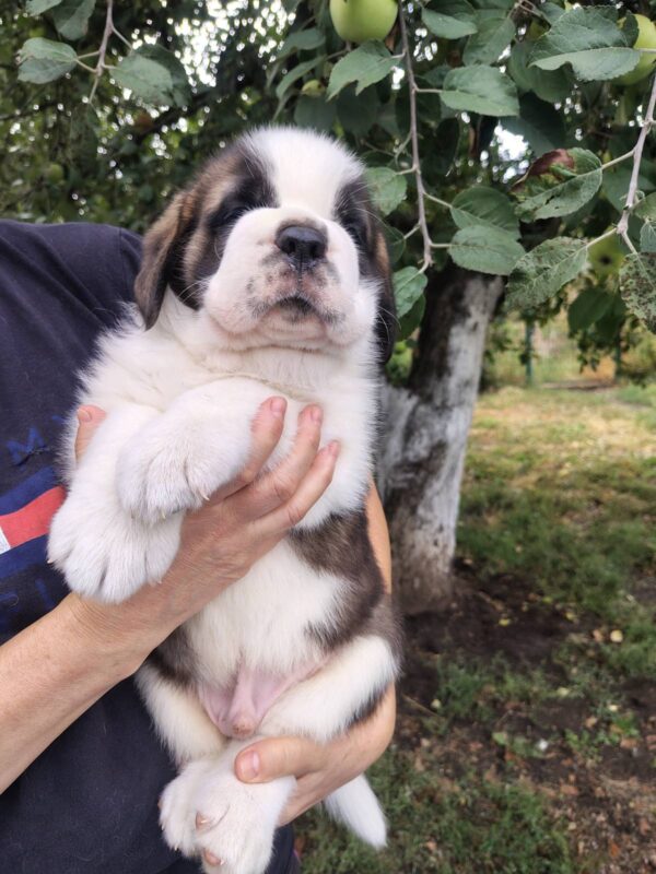 Milan Saint Bernard Milan Saint Bernard