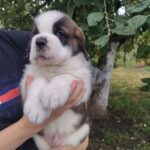 Milan-male-Saint-Bernard-puppy-for-sale-1 (3)