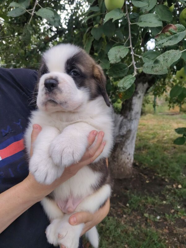 Milan Saint Bernard Milan Saint Bernard