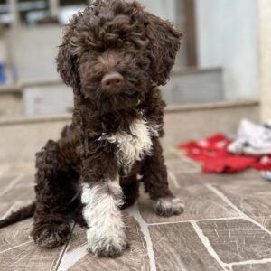 Mireille Lagotto Romagnolo Mireille Lagotto Romagnolo