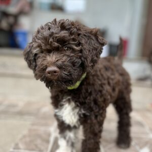 Mireille Lagotto Romagnolo Mireille Lagotto Romagnolo