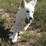 Ms-orange-female-wss-puppy-for-sale- (1)