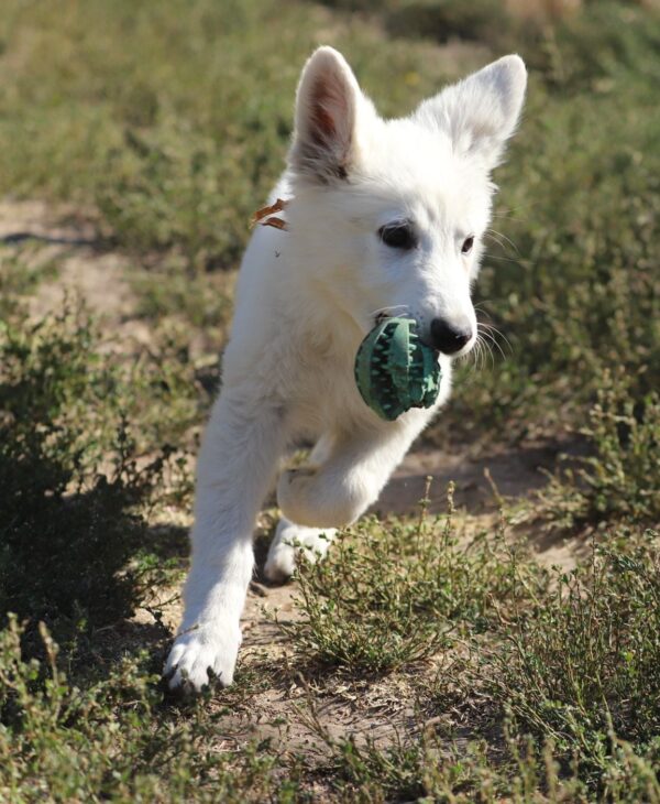 Ms Orange White Swiss Shepherd Ms Orange White Swiss Shepherd