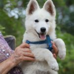 Ms-orange-female-wss-puppy-for-sale- (2)