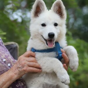 Ms Orange White Swiss Shepherd Ms Orange White Swiss Shepherd