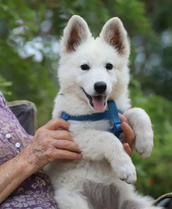 Ms Orange White Swiss Shepherd Ms Orange White Swiss Shepherd