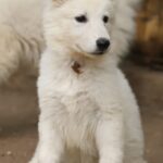 Ms-orange-female-wss-puppy-for-sale- (3)