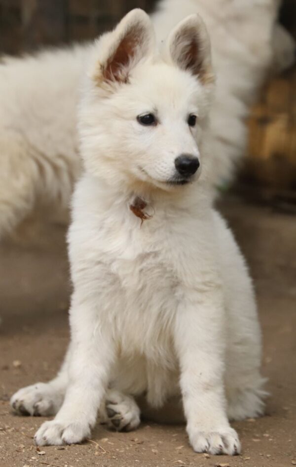 Ms Orange White Swiss Shepherd Ms Orange White Swiss Shepherd