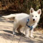 Ms-pink-wss-puppy-for-sale- (1)
