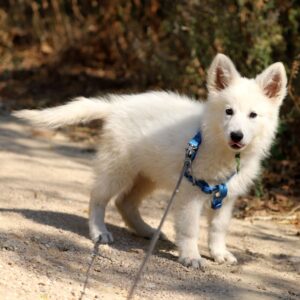 Ms Pink White Swiss Shepherd Ms Pink White Swiss Shepherd