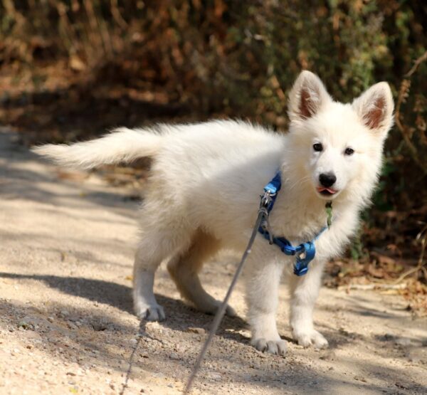 Ms Pink White Swiss Shepherd Ms Pink White Swiss Shepherd