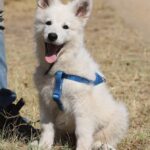 Ms-pink-wss-puppy-for-sale- (2)