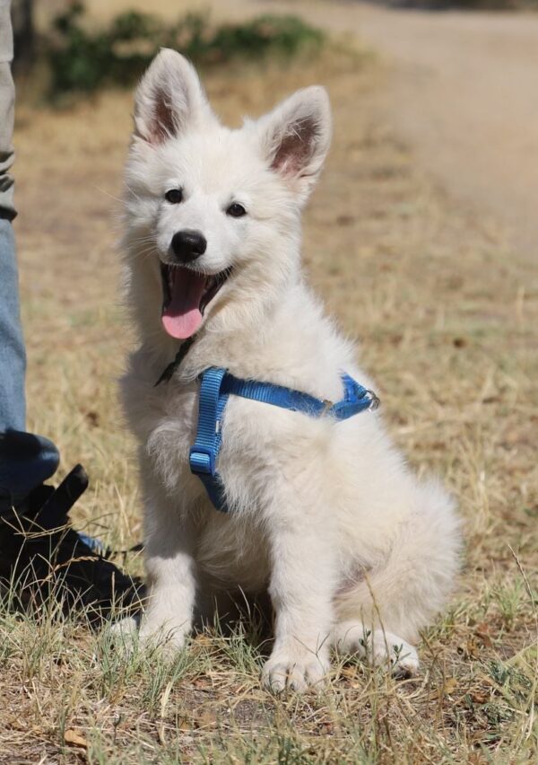 Ms Pink White Swiss Shepherd Ms Pink White Swiss Shepherd