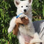 Ms-pink-wss-puppy-for-sale- (3)