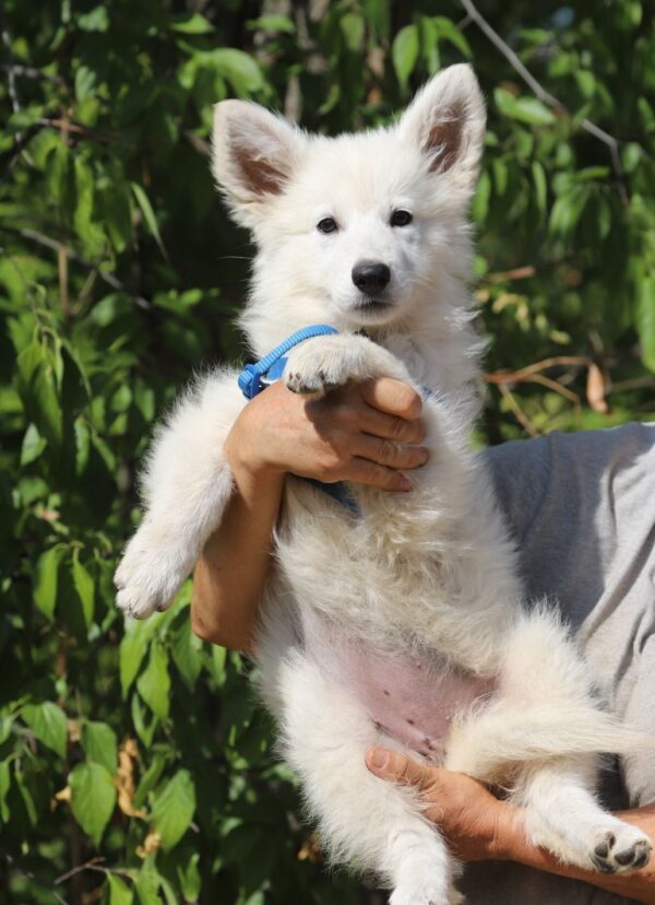 Ms Pink White Swiss Shepherd Ms Pink White Swiss Shepherd
