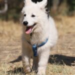 Ms-pink-wss-puppy-for-sale- (4)