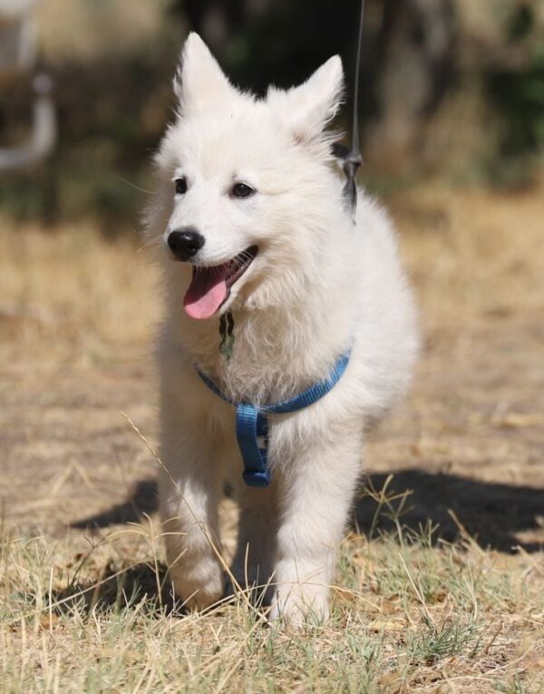 Ms Pink White Swiss Shepherd Ms Pink White Swiss Shepherd