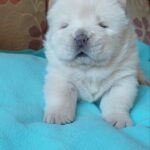 Mucchio-male-chow-chow-puppy-for-sale-1 (1)