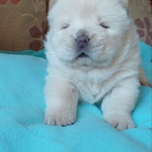 Mucchio Chow-Chow Mucchio Chow-Chow
