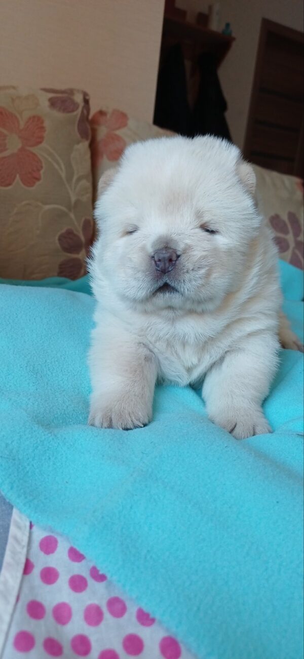Mucchio Chow-Chow Mucchio Chow-Chow