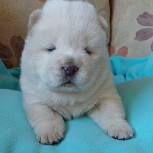 Mucchio Chow-Chow Mucchio Chow-Chow