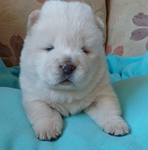 Mucchio Chow-Chow Mucchio Chow-Chow