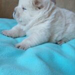Mucchio-male-chow-chow-puppy-for-sale-1 (3)