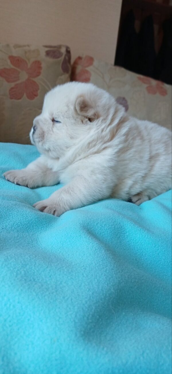 Mucchio Chow-Chow Mucchio Chow-Chow