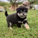 Naomi-female-shiba-inu-puppy-for-sale- (1)
