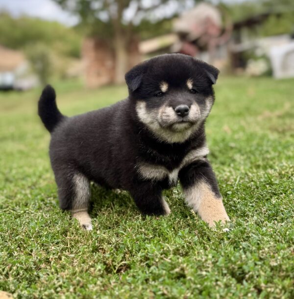 Naomi Shiba Inu Naomi Shiba Inu