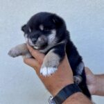 Naomi-female-shiba-inu-puppy-for-sale- (2)