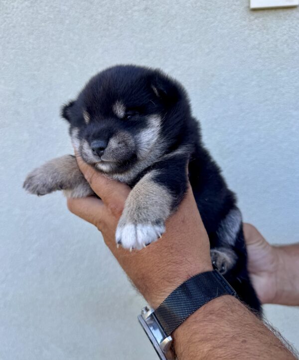 Naomi Shiba Inu Naomi Shiba Inu