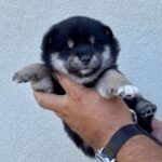 Naomi-female-shiba-inu-puppy-for-sale- (3)