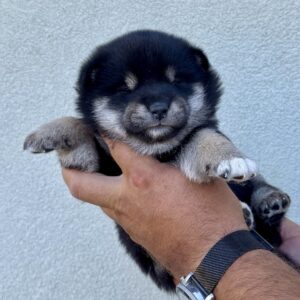 Naomi Shiba Inu Naomi Shiba Inu