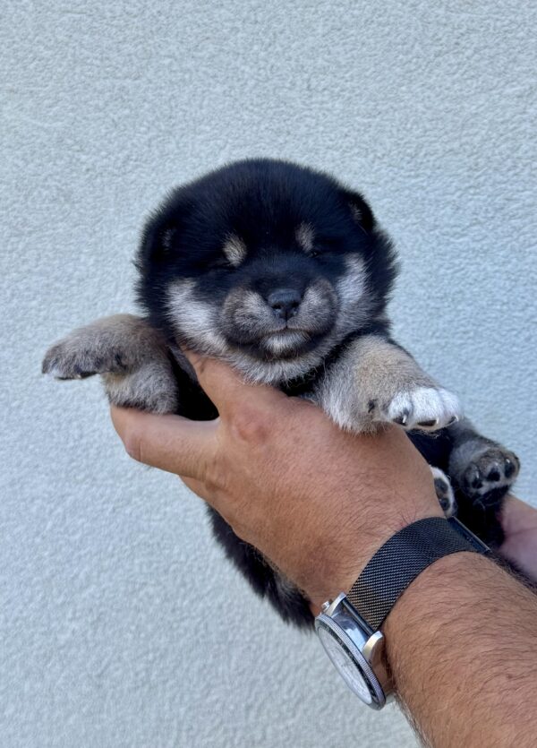 Naomi Shiba Inu Naomi Shiba Inu