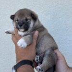 Naruto-male-shiba-inu-puppy-for-sale- (1)