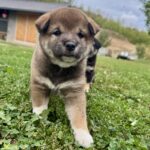 Naruto-male-shiba-inu-puppy-for-sale- (2)