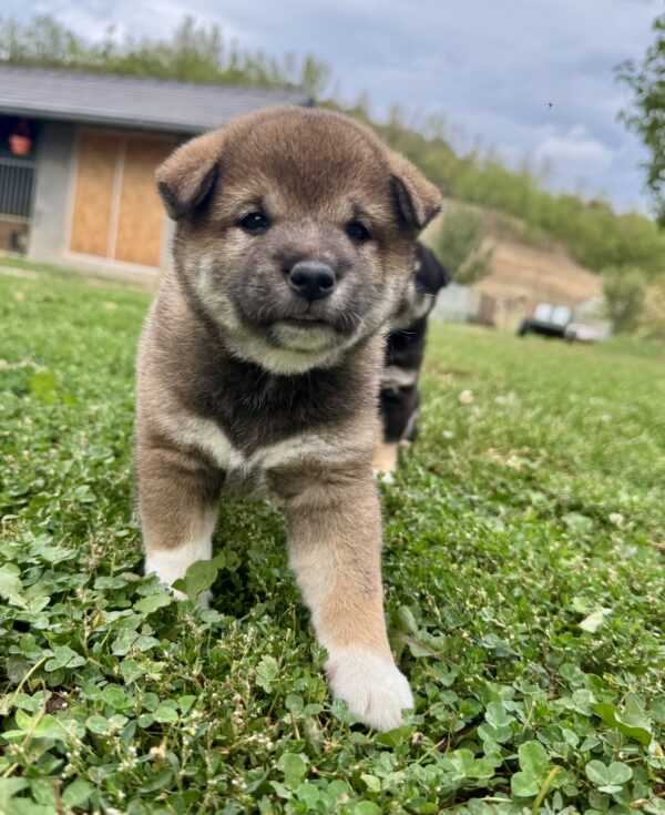 Naruto Shiba Inu Naruto Shiba Inu
