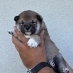 Naruto-male-shiba-inu-puppy-for-sale- (3)